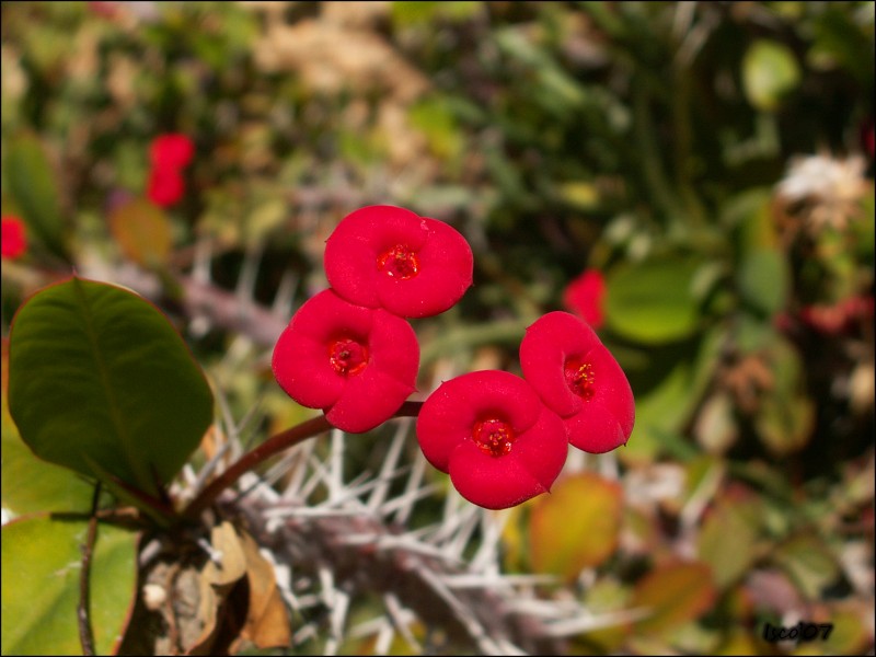 Cuatro flores