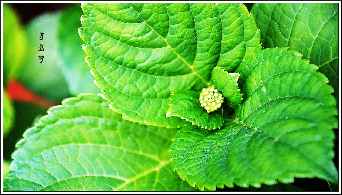 Hortensia. 2