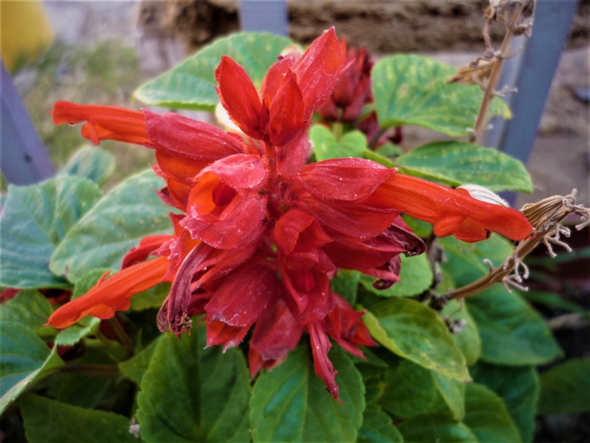 Que drstico el cambio, una hermosa flor