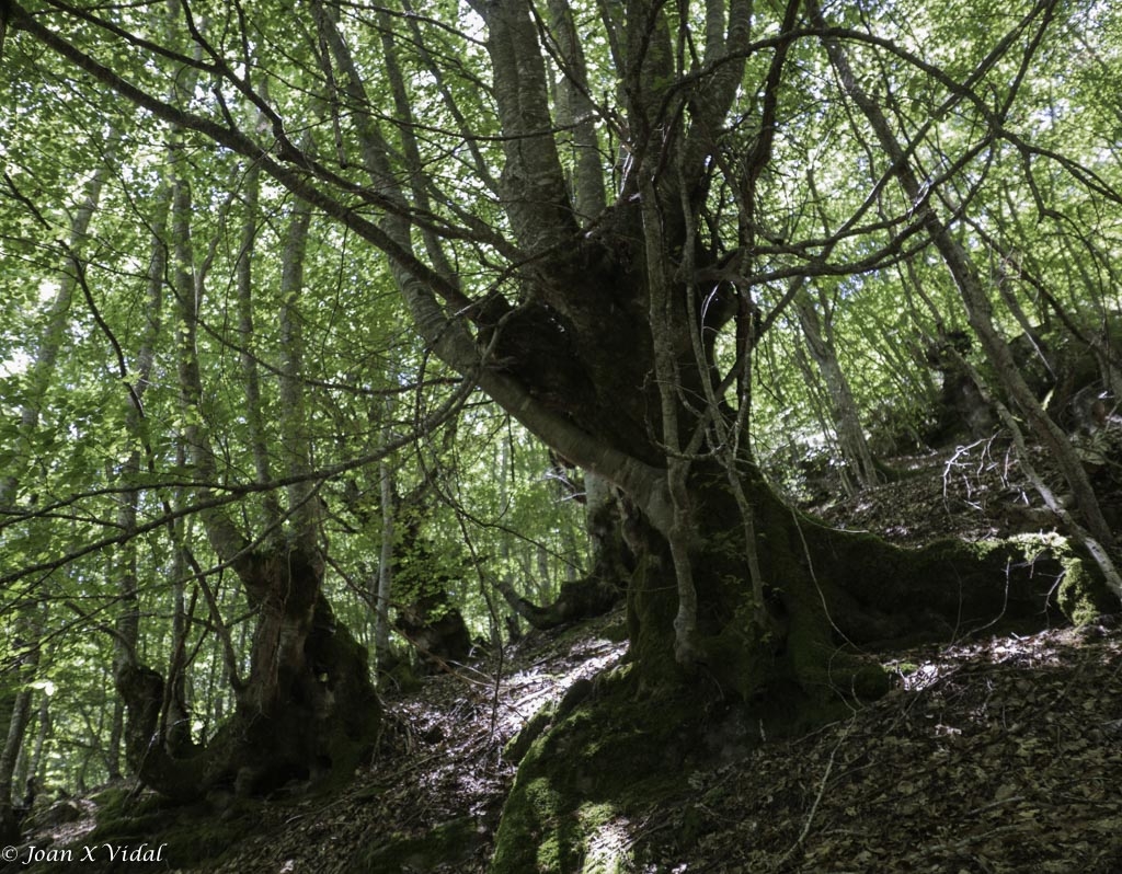 FAGEDA DE CARLAC