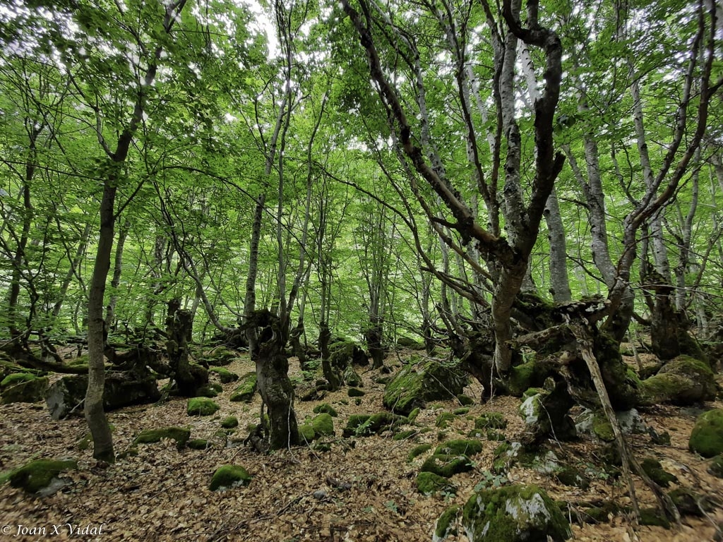 FAGEDA DE SALENQUES