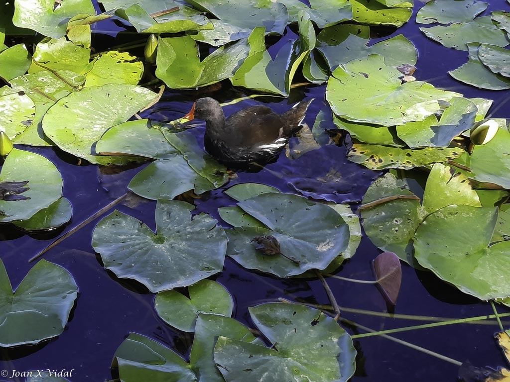 NEDANT ENTRE LOTUS