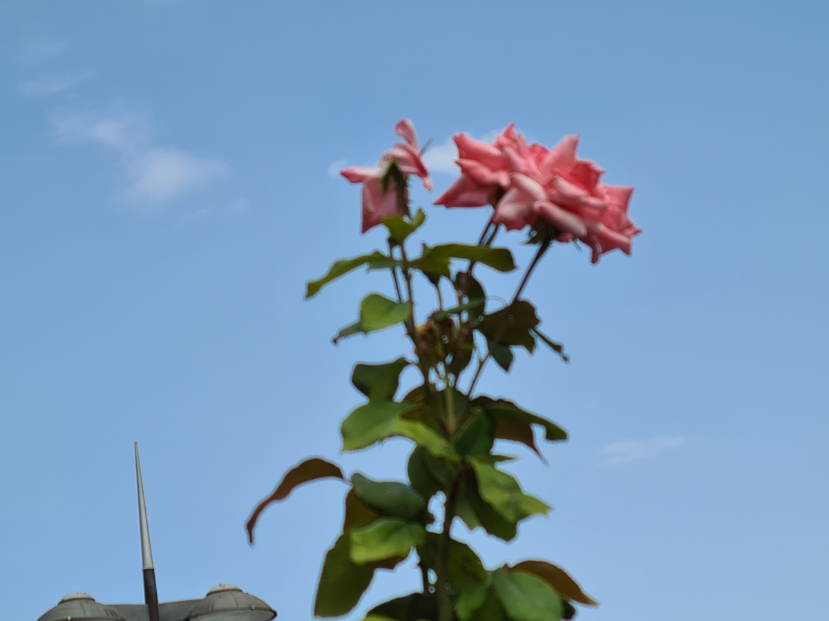 Rosas tras la lluvia 2