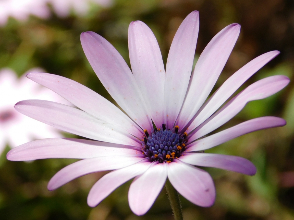 Flor de primavera