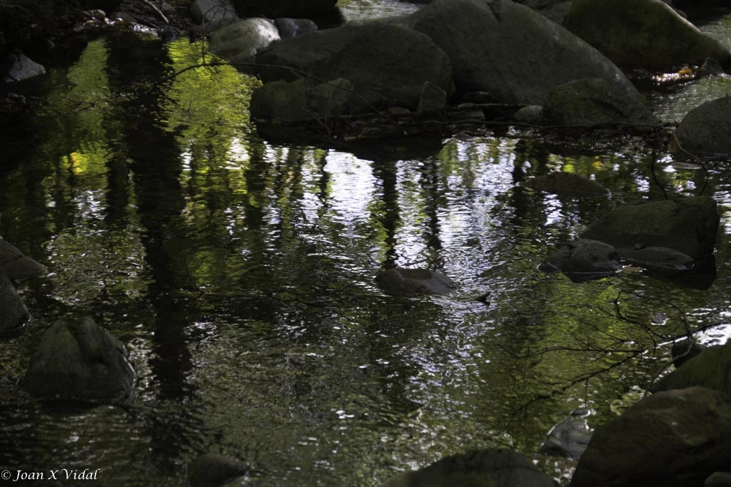 REFLEXE DE TARDOR