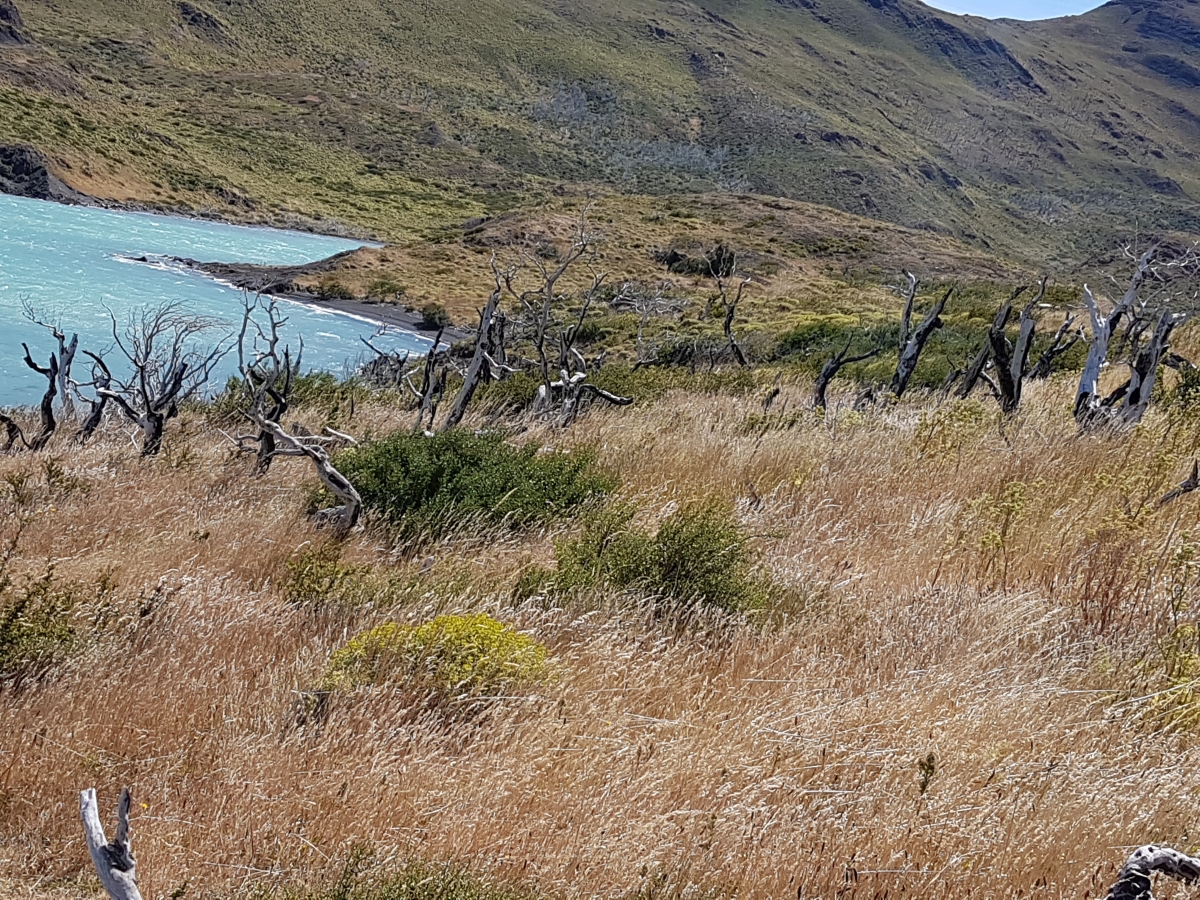 Parque Nacional Torres del Paine - Lenta recuperacin despus de los incendios.