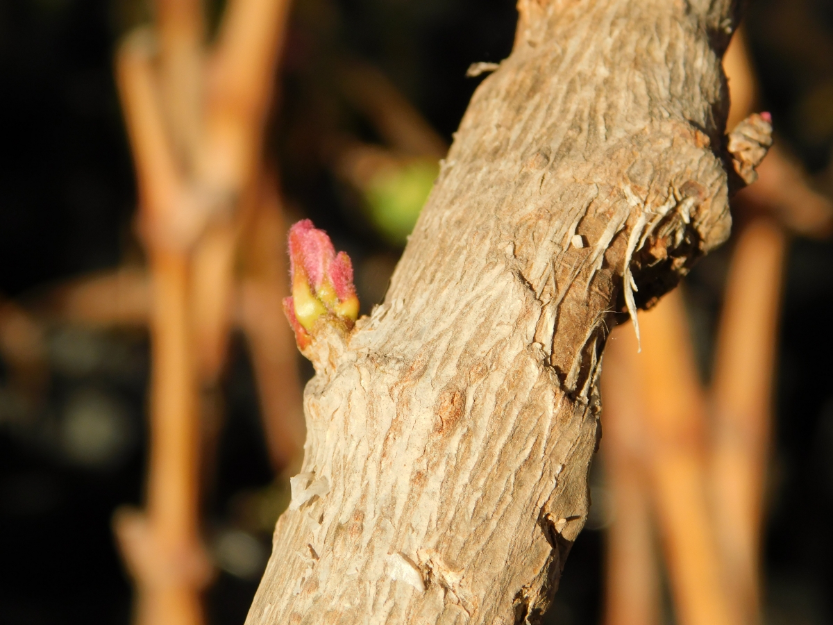 Brote nuevo de la flor del inca