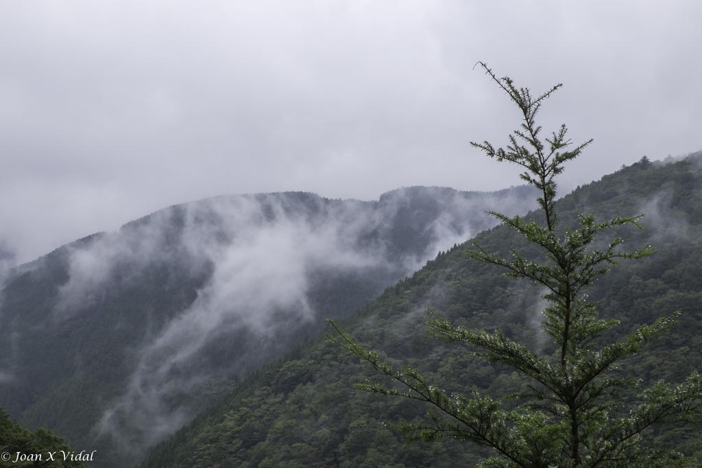 PLUJA I BOIRA