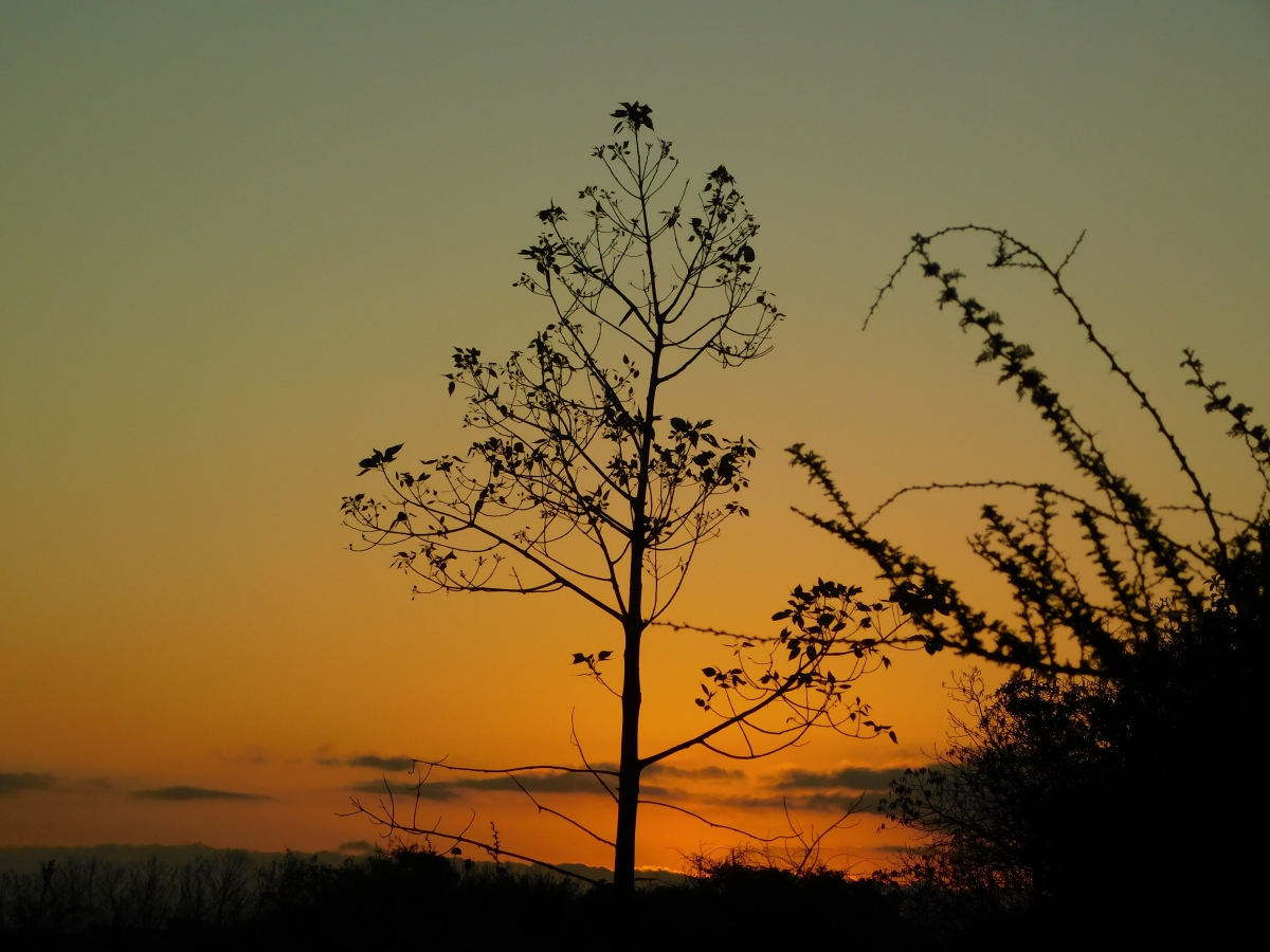 Atardecer desde la parcela