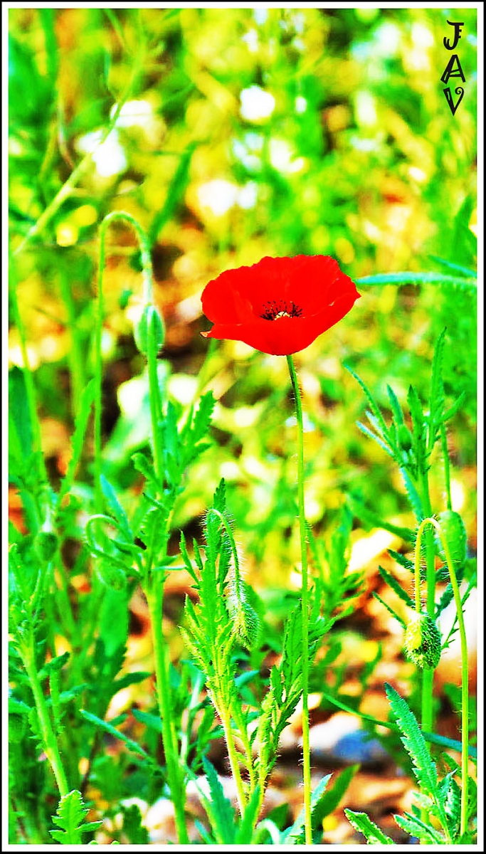 Rosella - Amapola.