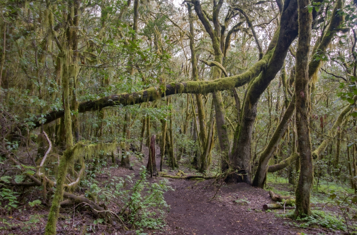 Sendero Caada de Jorge