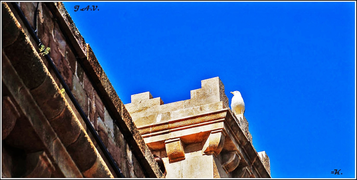 La gaviota en la torre.