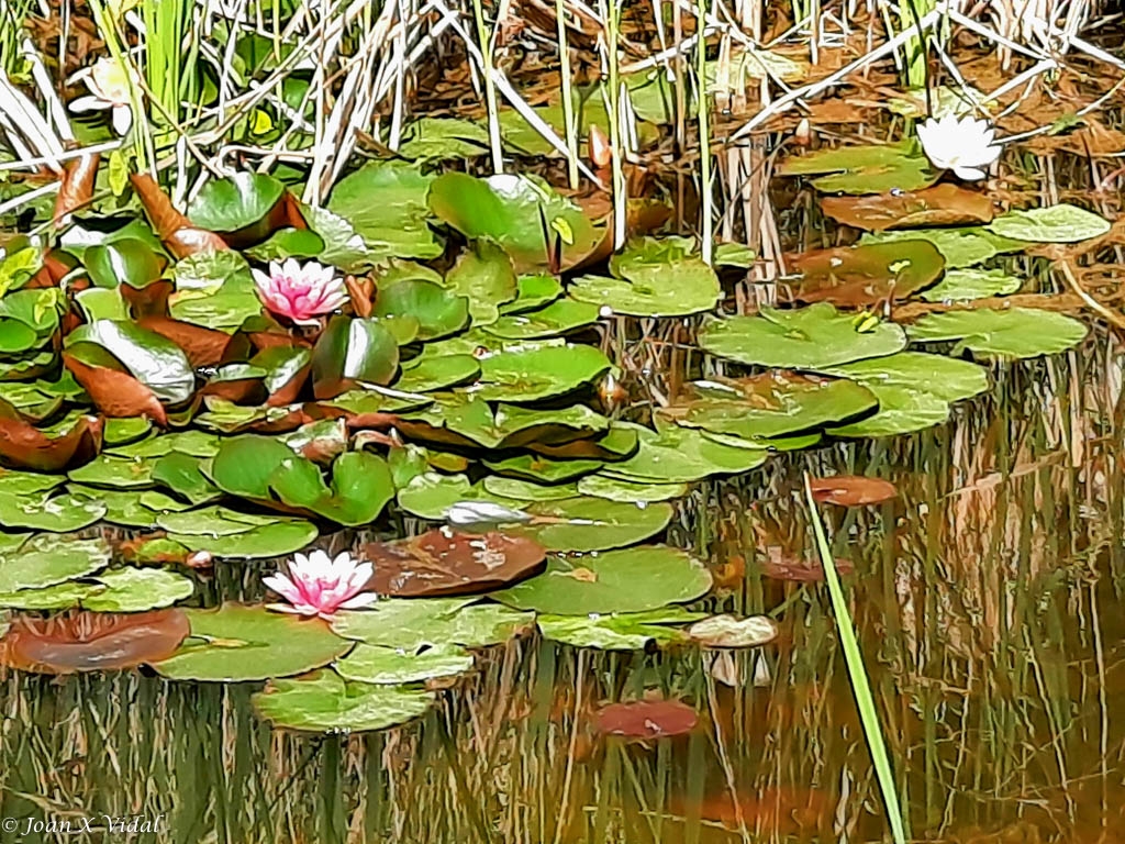 FLORS DE LOTUS