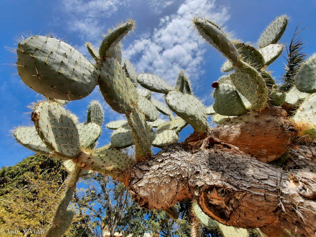 BRANCA DE CACTUS