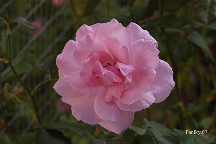 La Rosa