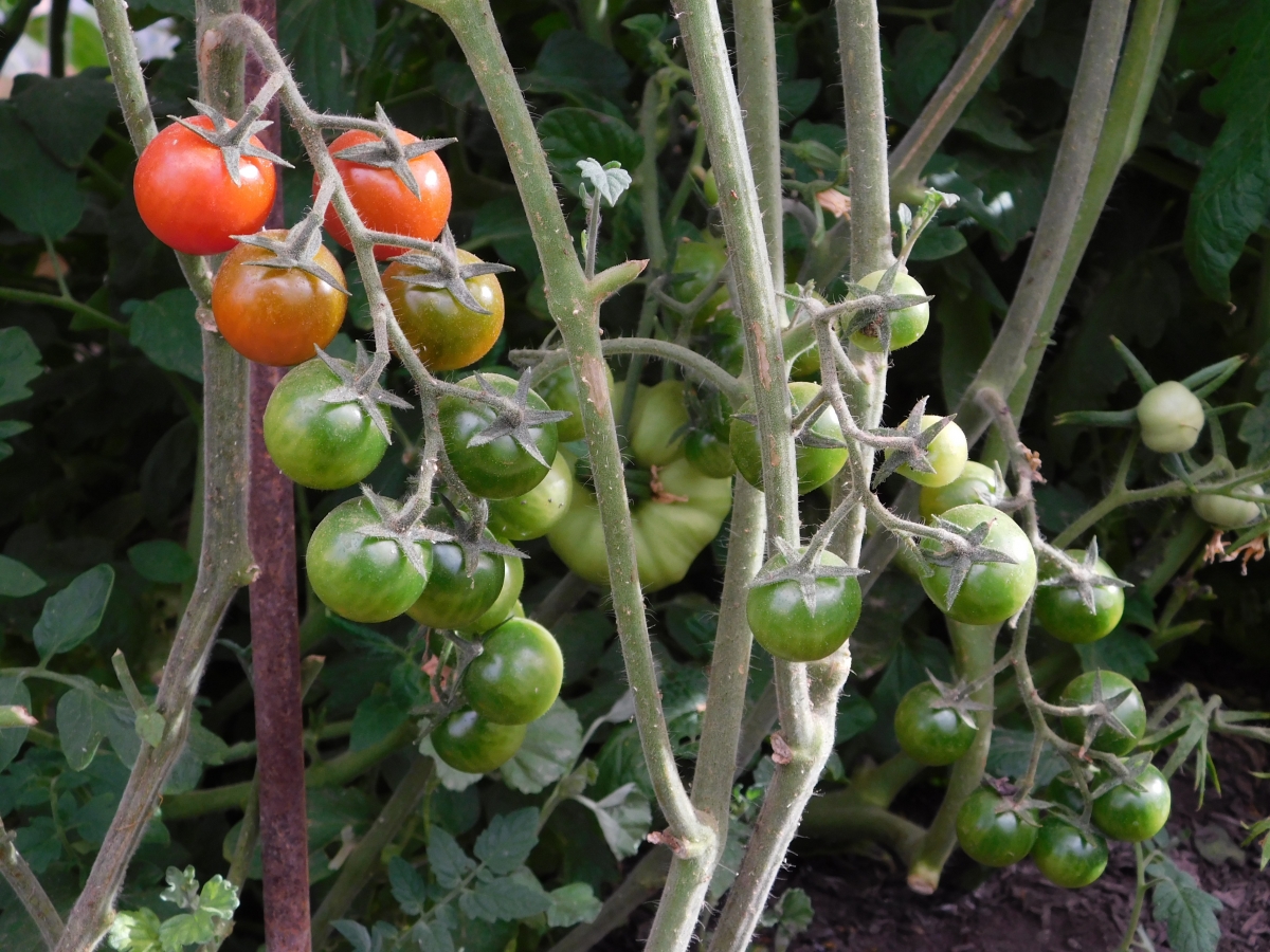 La huerta y sus tomates Chery