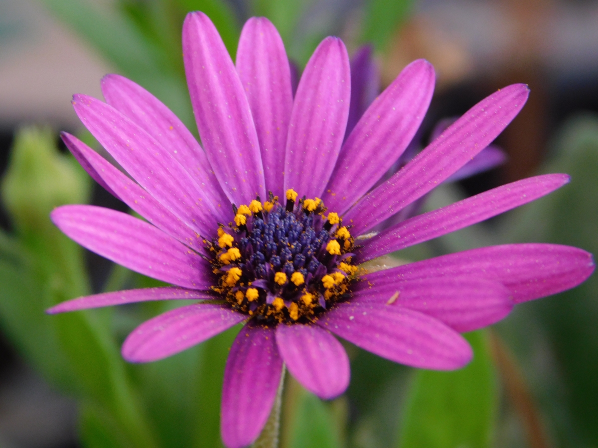 Las flores nunca deben faltar en un hogar