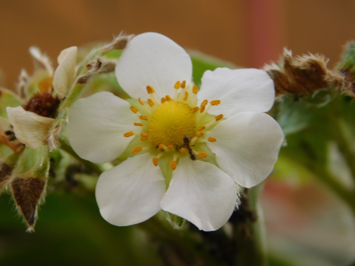 Flor de la frutilla