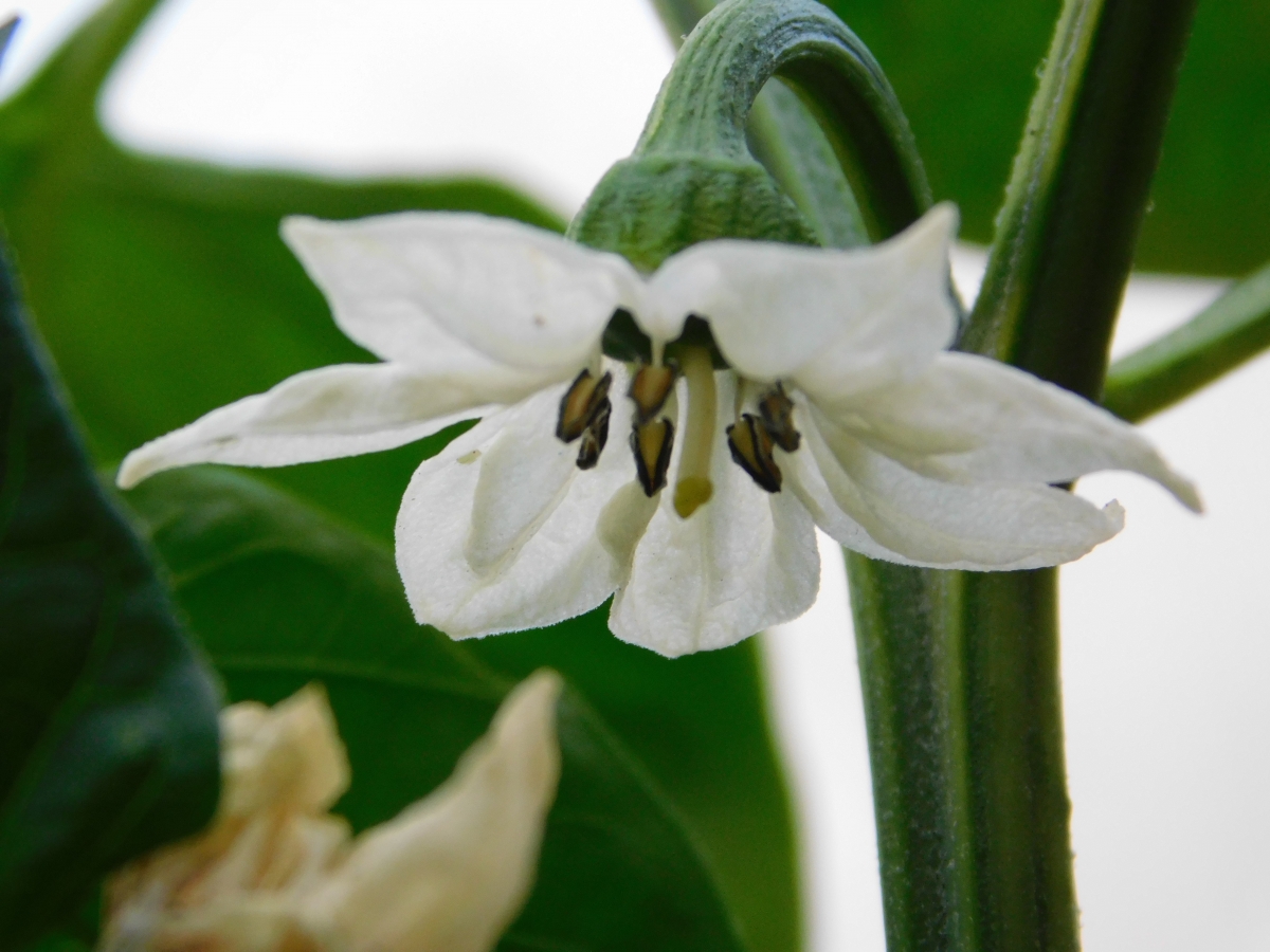 Aqu est la flor de la berenjena 🍆