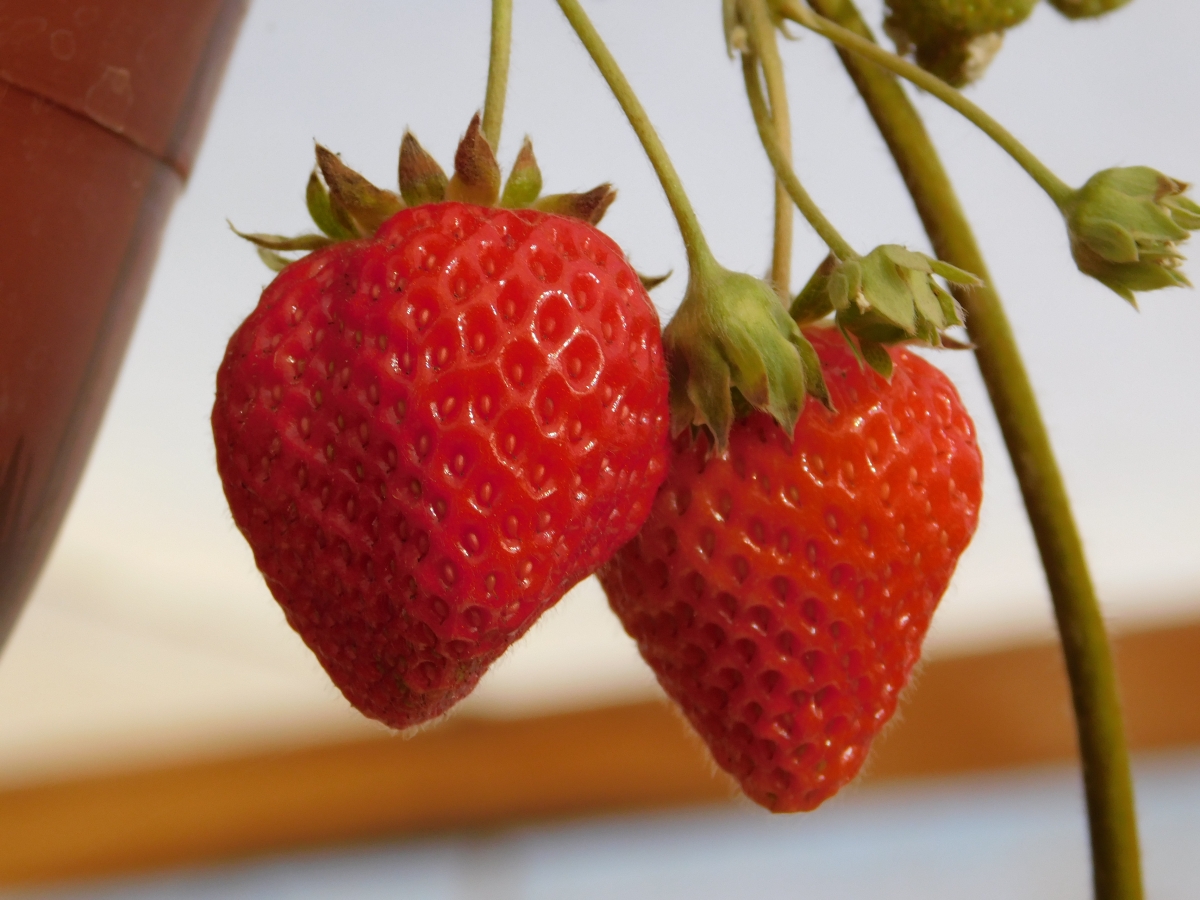 Ricas, deliciosas frutillas de la huerta