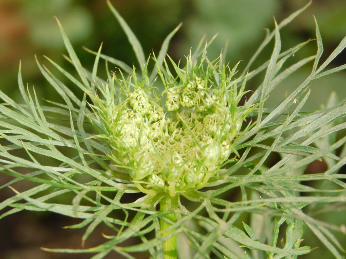 Dando forma a una hermosa flor