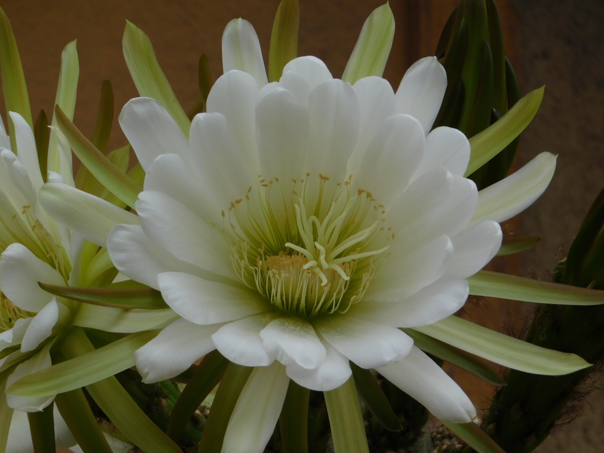 La flor del captus vista de cerca