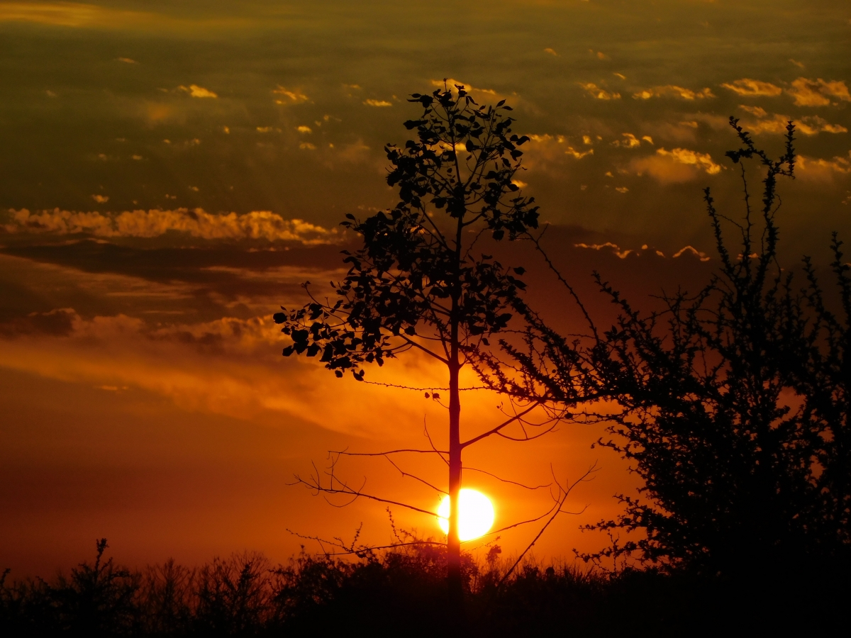 Atardecer en la parcela 1