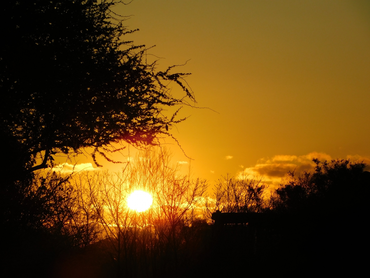 Atardecer en la parcela