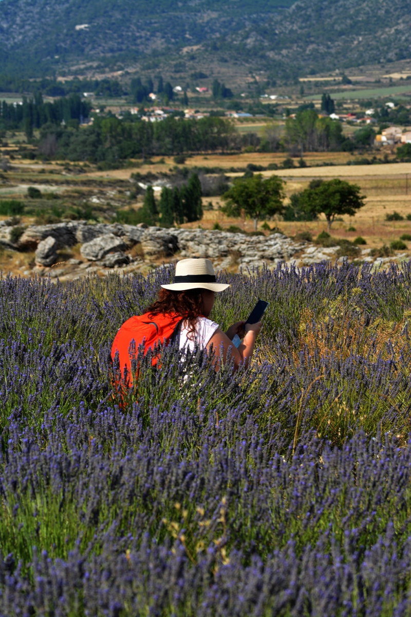 Campos de lavanda