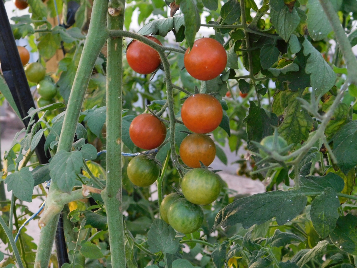 A los ricos tomates cherries