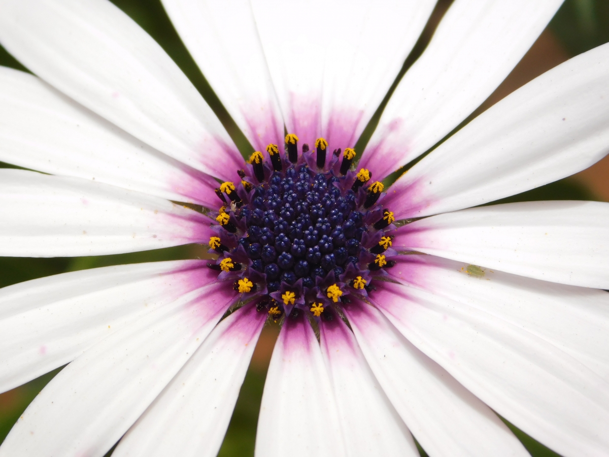 Flor del jardn