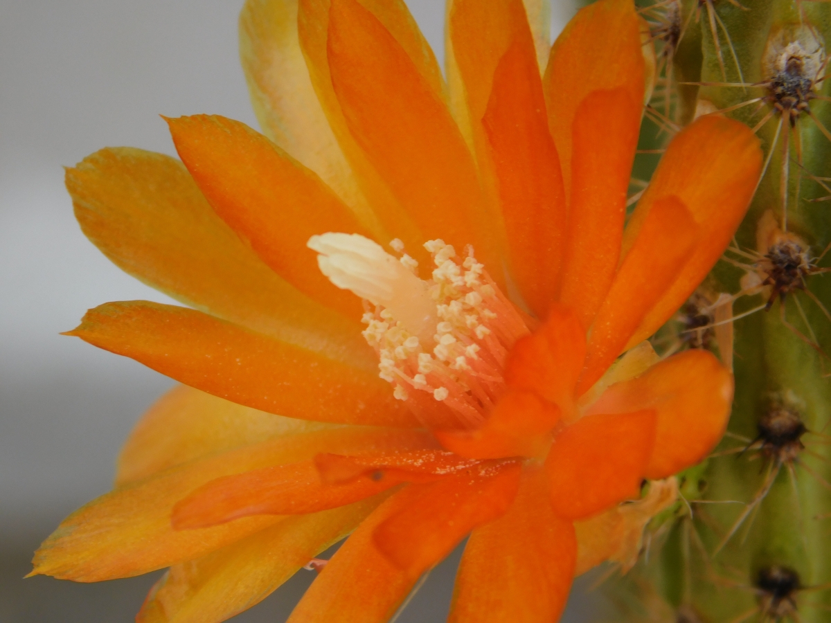 Flor de una de las variedades de captus