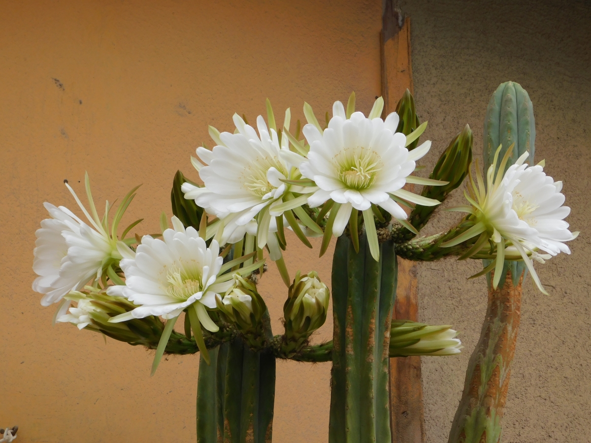 Captus con sus bellas flores