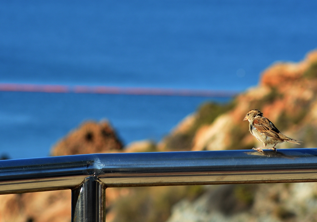 Mirando al mar