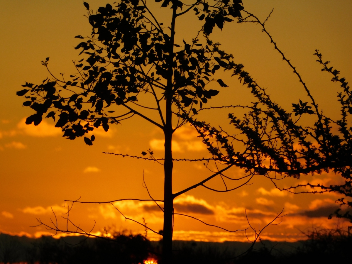 Atardecer en la parcela 1