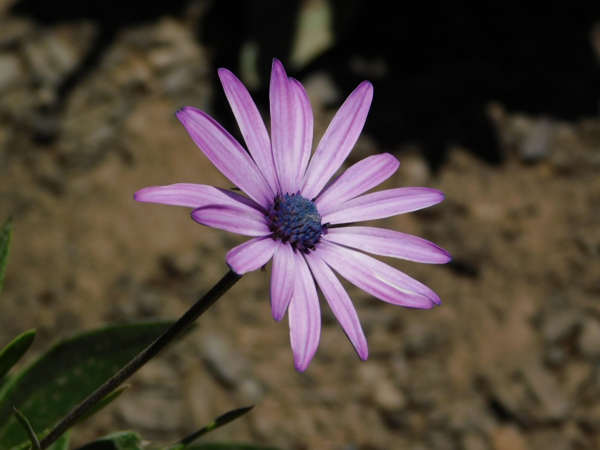 Flor del jardn