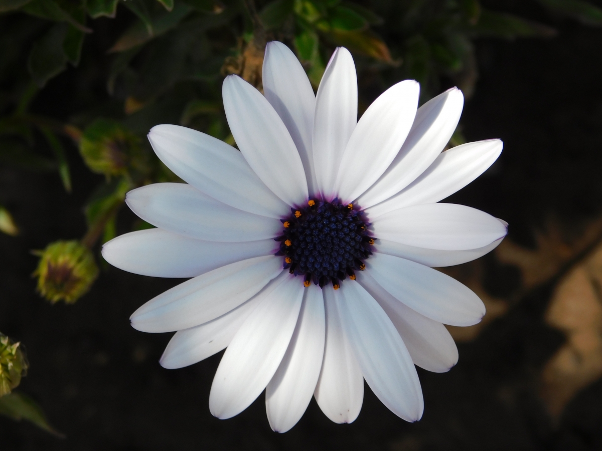 Una flor en el jardn