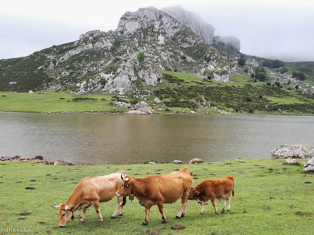 LAGO ENOL