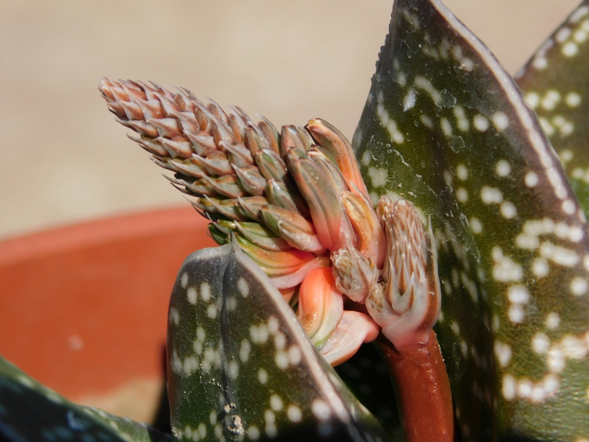 A los picaflor les encanta est flor que ahora est en crecimiento