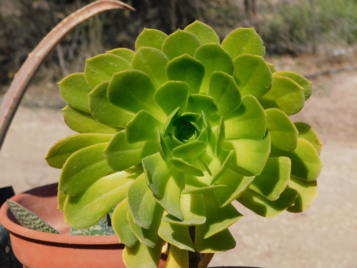 Todas estas plantas las trasplante a su lugar fijo donde crecern como quiern, libres