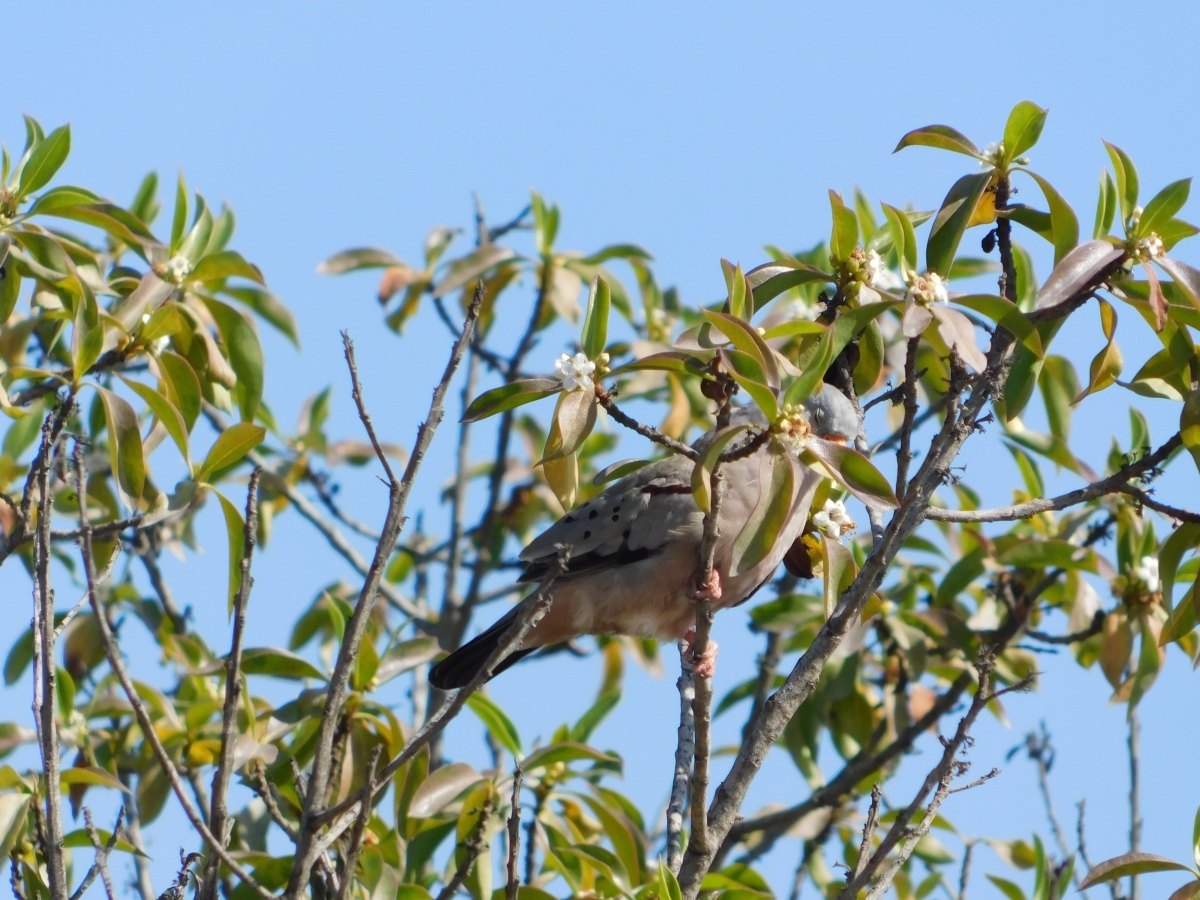 No pudo esconderse de m est pajarito