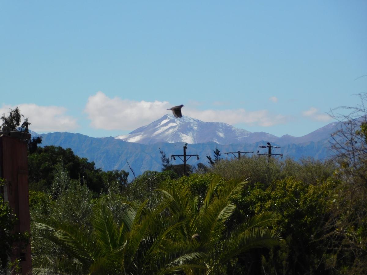 Despus de la lluvia, la nieve 1