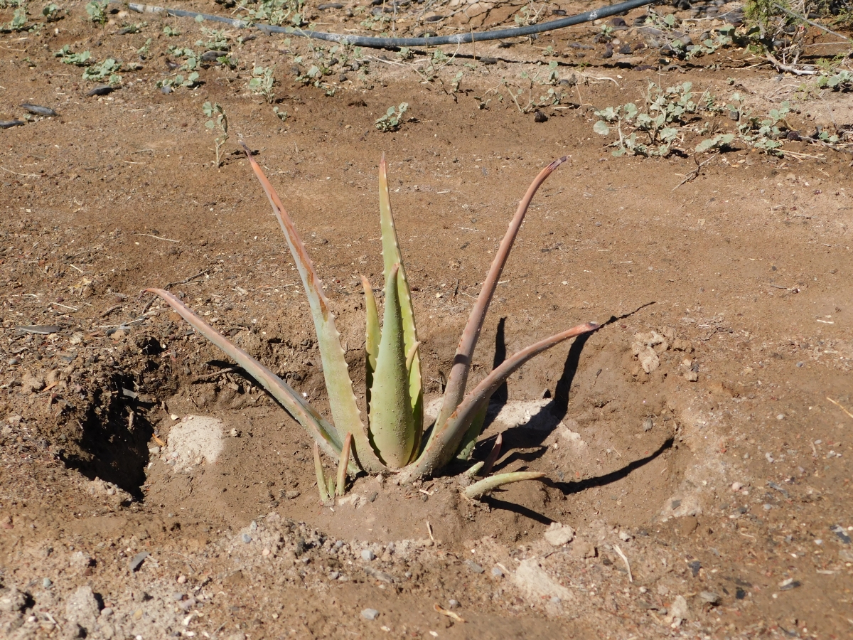 Un aloe vera, medicinal despus de los cinco aos