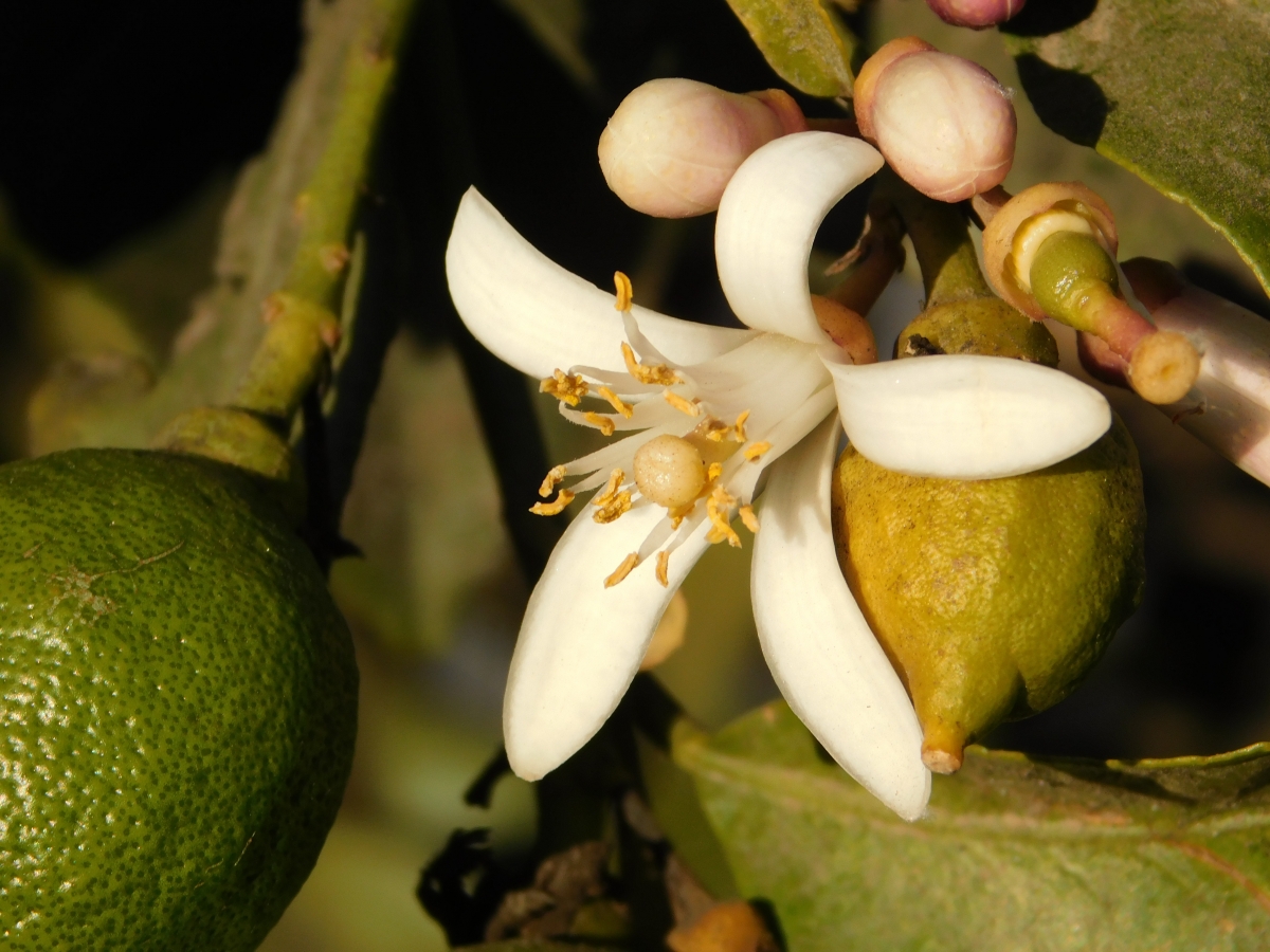 La flor del limn