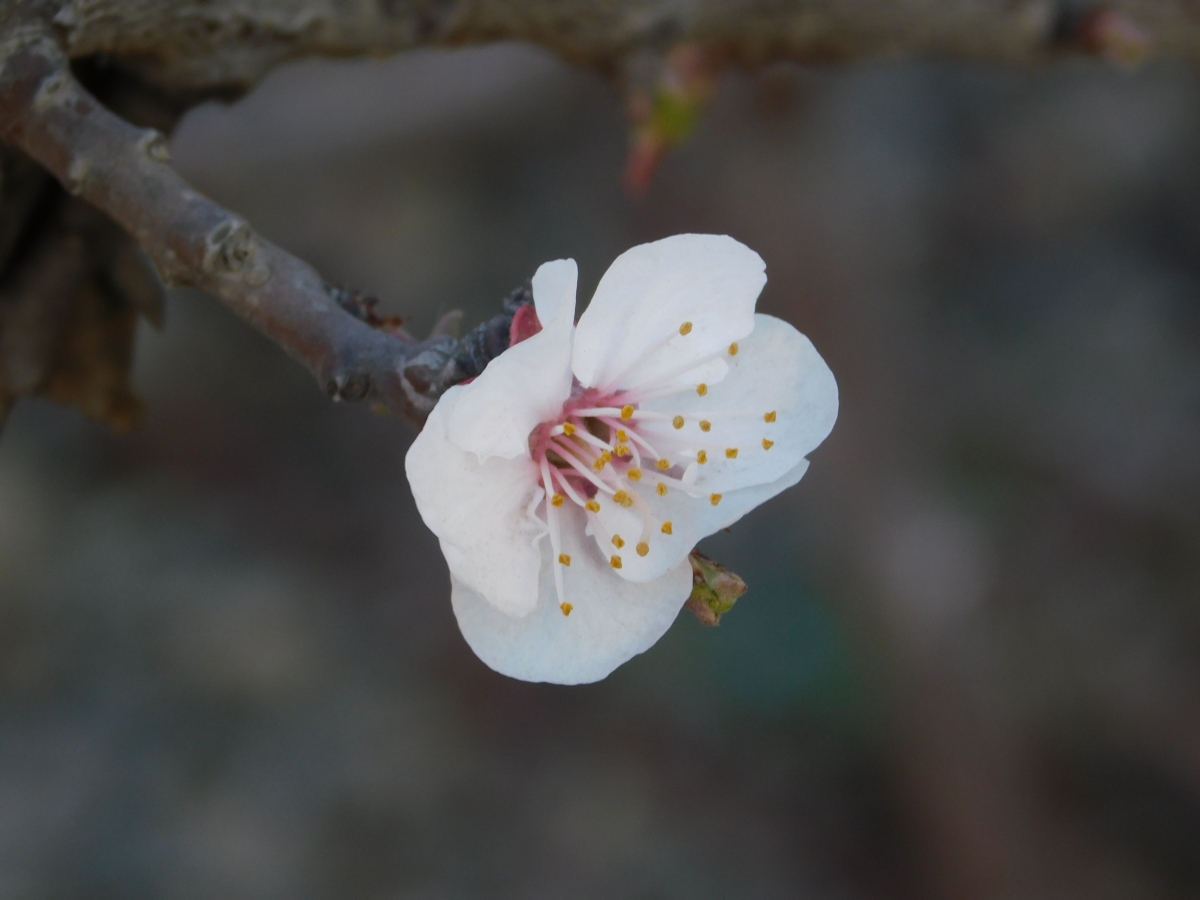 La flor del durazno