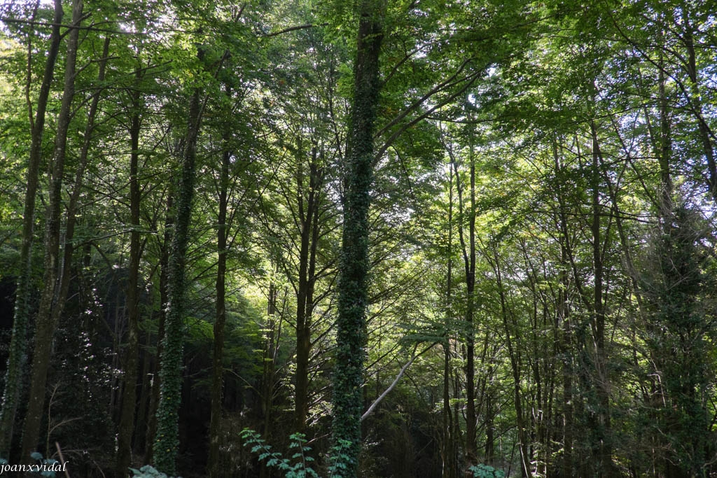 FAGEDA DE LA GREVOLOSA