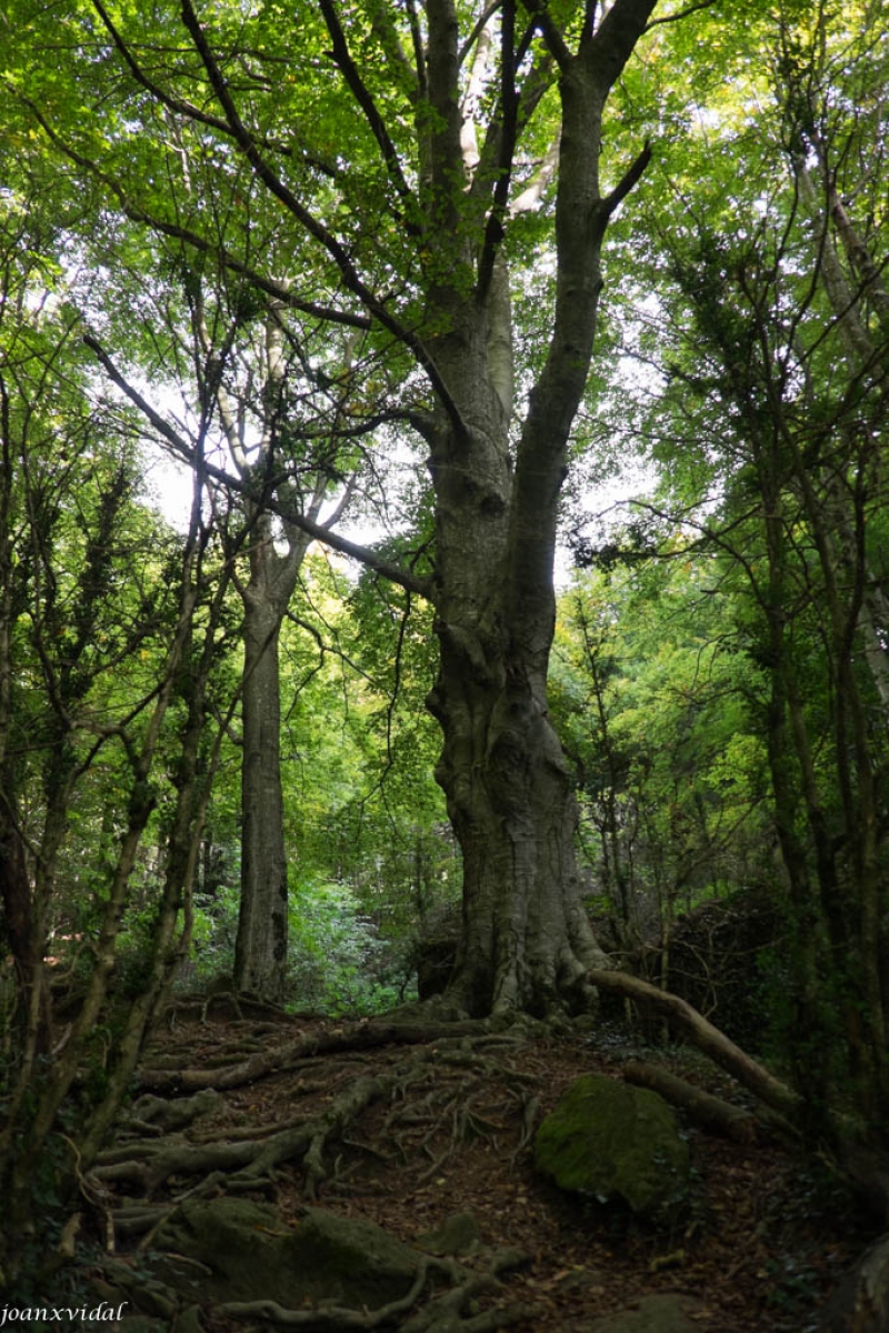 FAGEDA DE LA GREVOLOSA