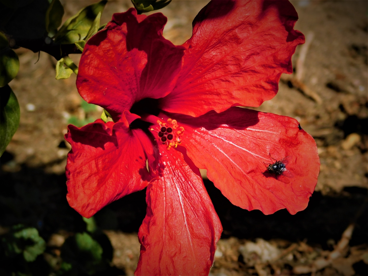 Una mosca visitando el hibisco jajjajjajajajaj