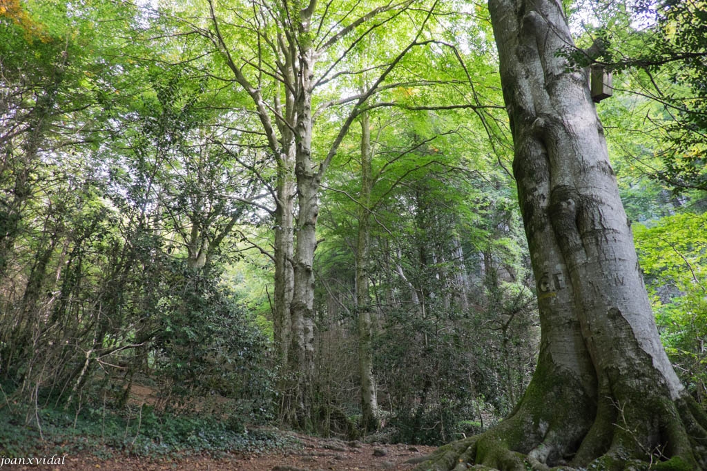 FAGEDA DE LA GREVOLOSA