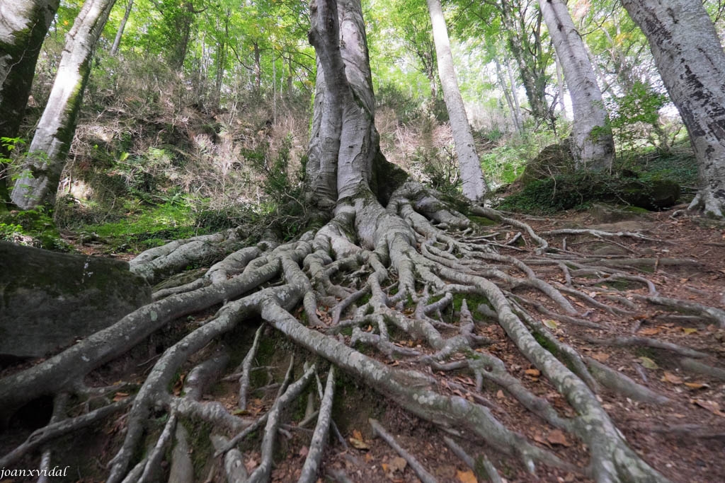 CAM DE LA GREVOLOSA